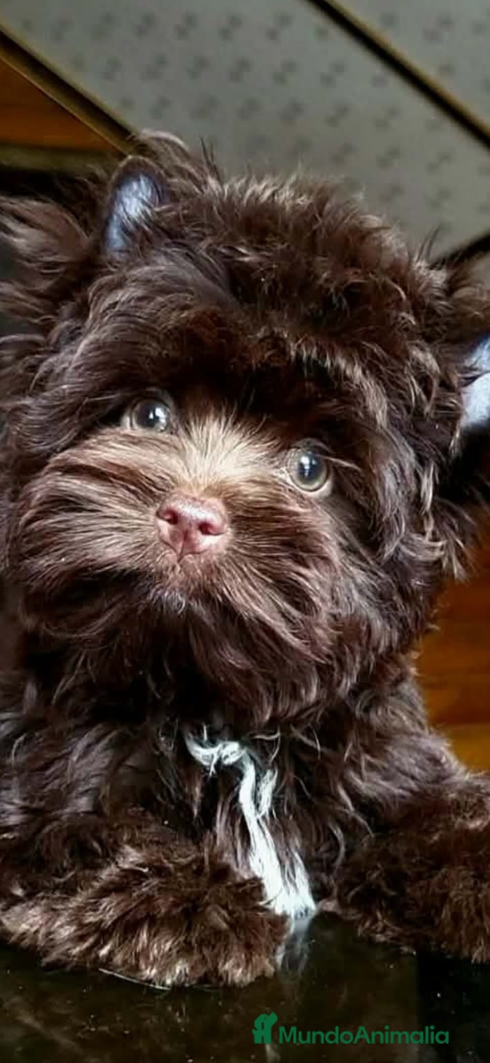 Yorkshire Terrier perros Cachorros Yorkshire Chocolate  - Anuncio 13