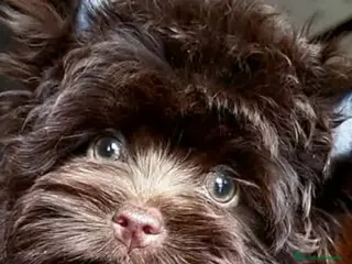 Yorkshire Terrier perros Cachorros Yorkshire Chocolate - Anuncio 13