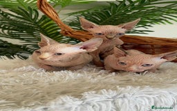 Sphynx gatos en venta: GATITAS SPHYNX - Anuncio 16