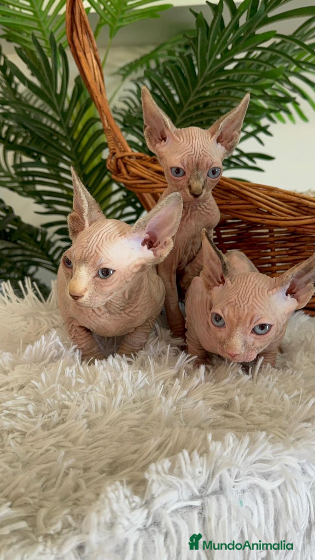 Sphynx gatos en venta: GATITAS SPHYNX - Anuncio 16