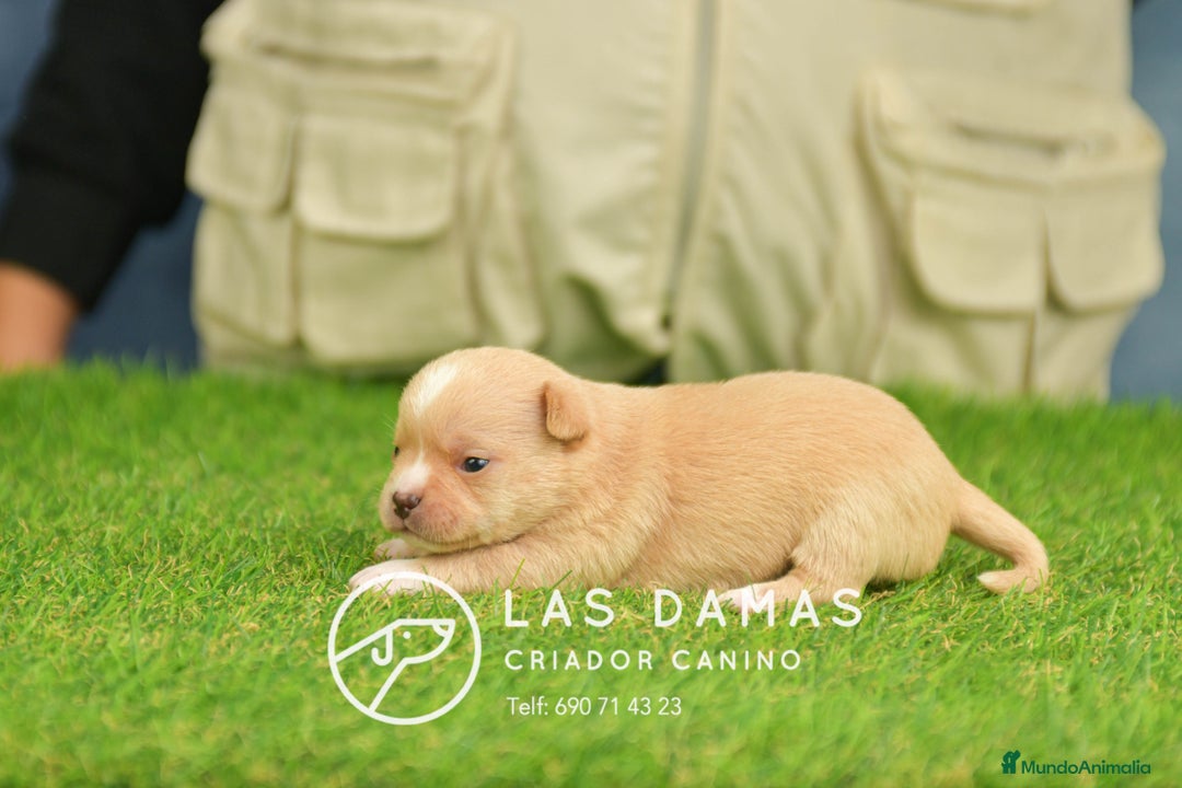 Chihuahua perros en venta: Chihuahuas disponibles - Anuncio 1