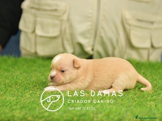 Chihuahua perros Chihuahuas disponibles - Anuncio 8