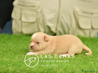 Chihuahua perros Chihuahuas disponibles - Anuncio 7