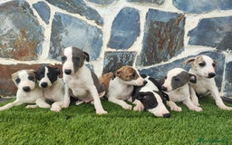 Whippet perros en venta: WHIPPET MACHOS - Imagen 8