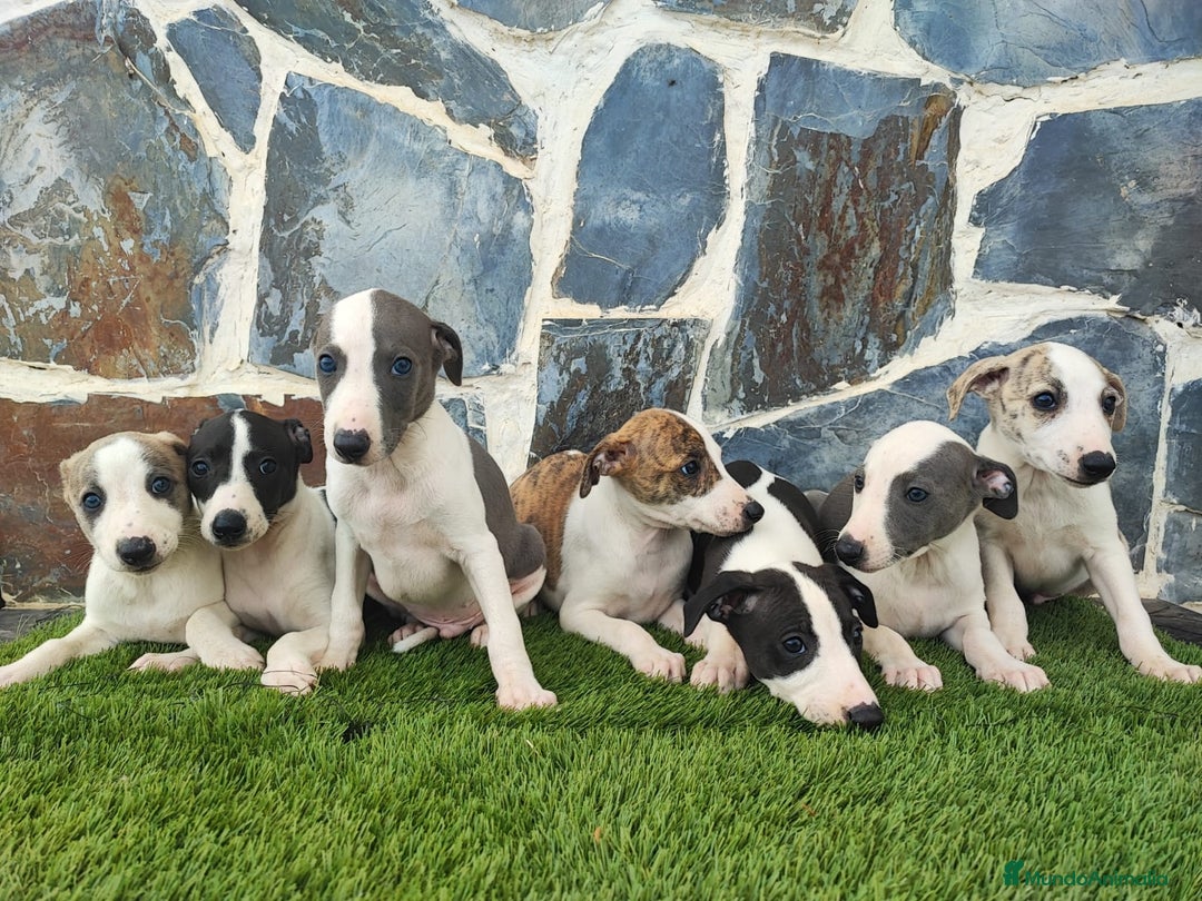 Whippet perros en venta: WHIPPET MACHOS - Imagen 8