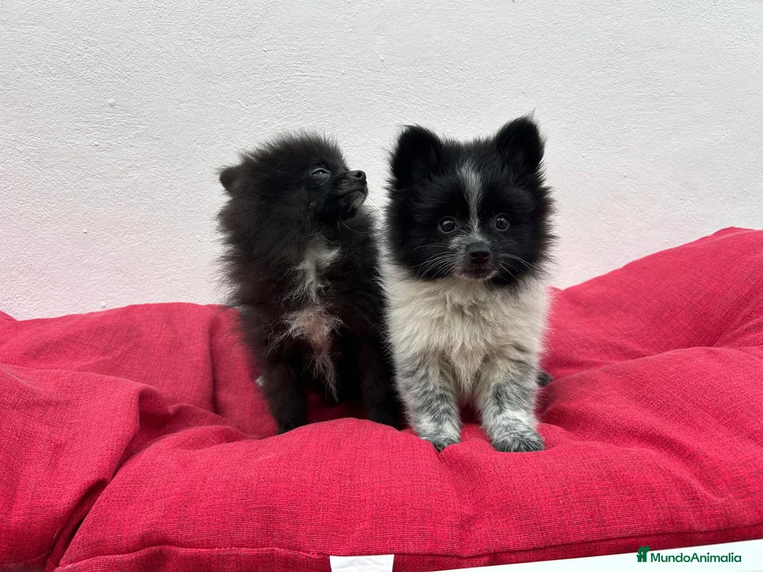 Pomerania perros en venta: Pomerania mini - Anuncio 2