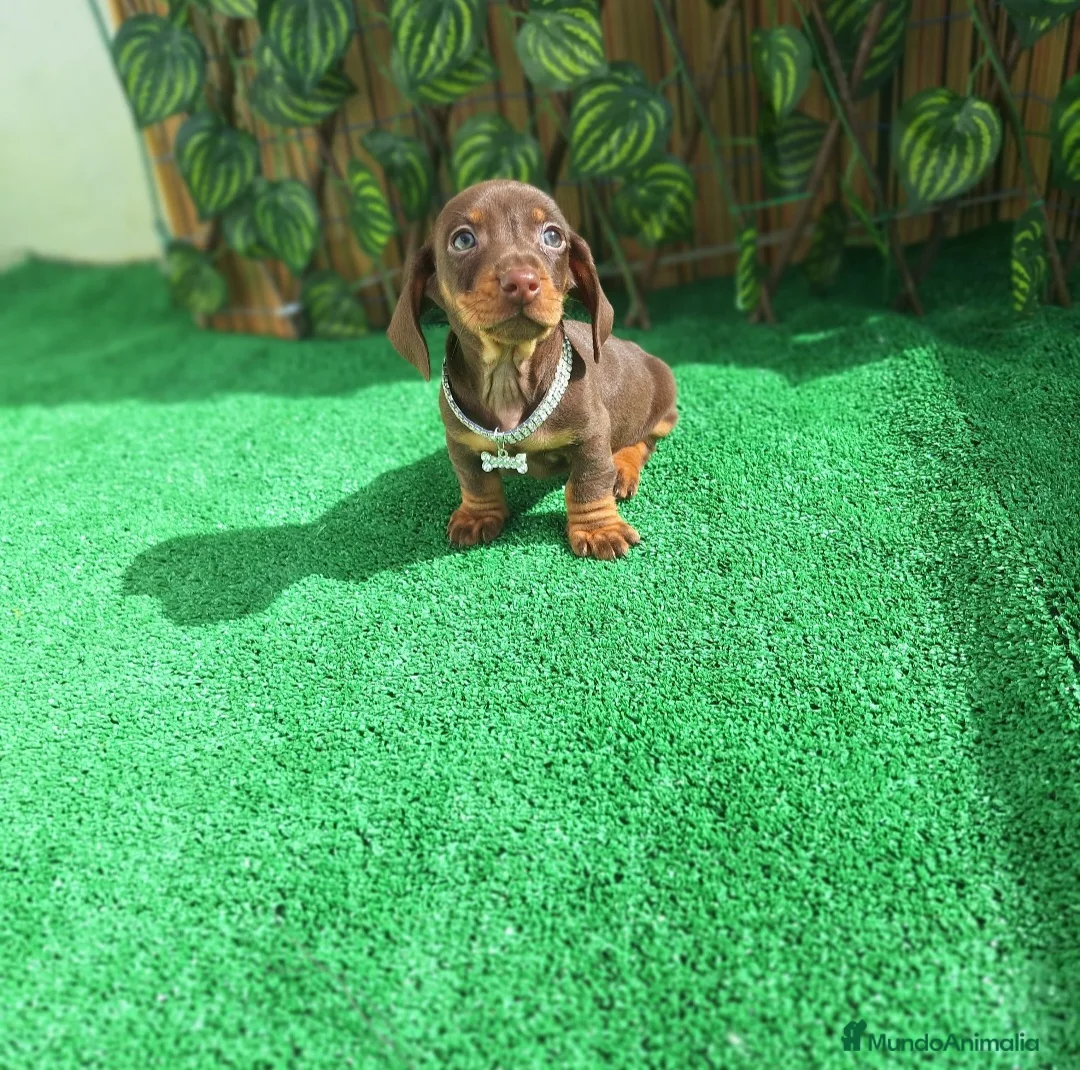 Teckel Miniatura perros en venta: TECKEL KANNINCHEN CHOCOLATE  - Anuncio 1
