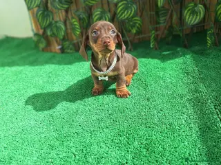 Teckel Miniatura perros TECKEL KANNINCHEN CHOCOLATE - Anuncio 2