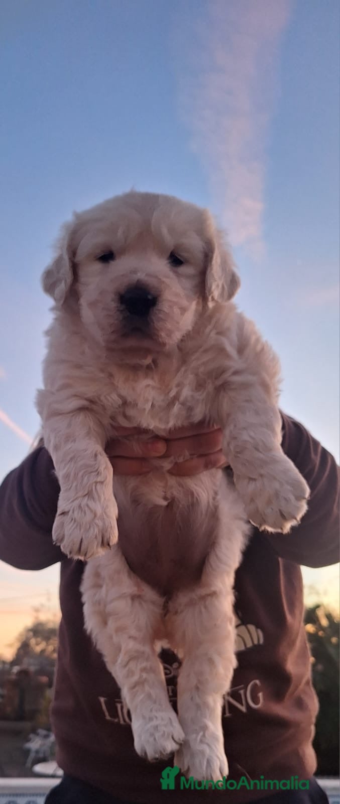 Golden Retriever perros  GOLDEN RETRIEVER ( 621123874 ) - Anuncio 4
