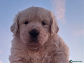 Golden Retriever perros - Anuncio 18