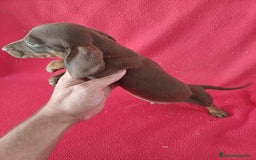 Teckel Miniatura perros en venta: Teckel Miniatura Chocolate  - Imagen 2