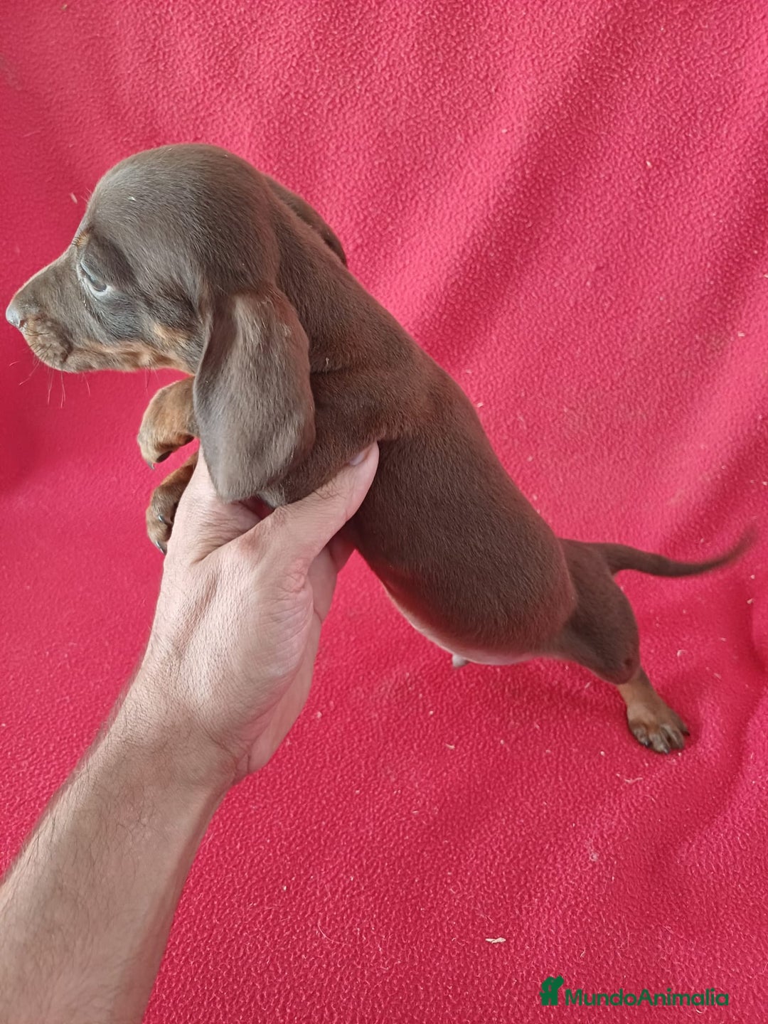Teckel Miniatura perros en venta: Teckel Miniatura Chocolate  - Imagen 2