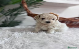 Maltipoo perros en venta: MALTIPOO HEMBRA - Imagen 7