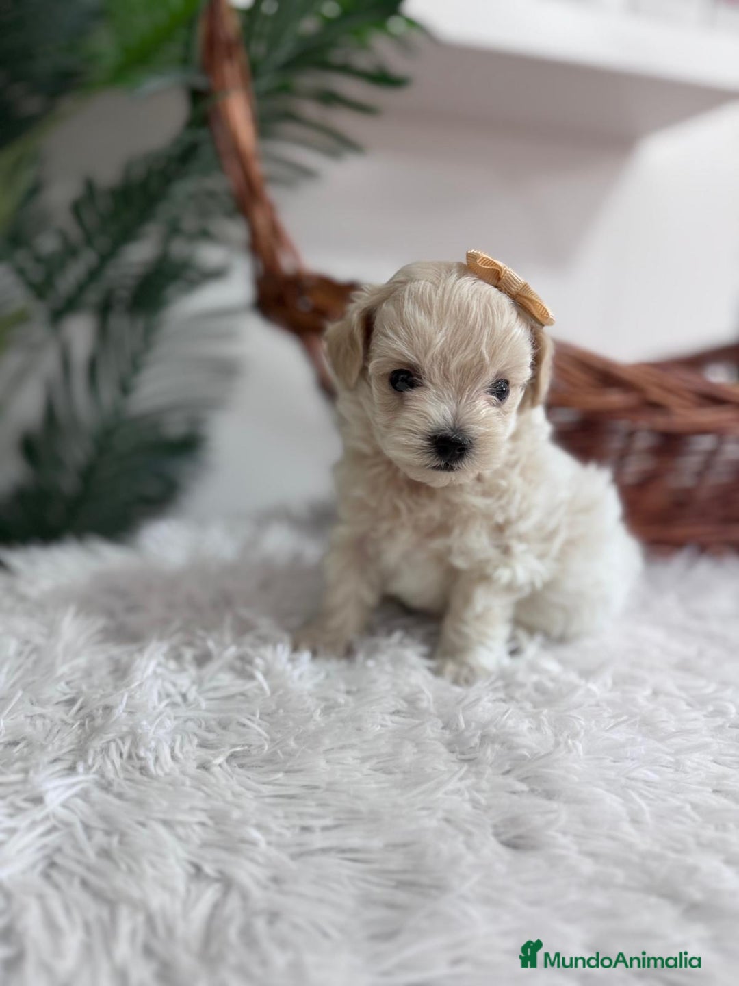 Maltipoo perros en venta: MALTIPOO HEMBRA - Imagen 7