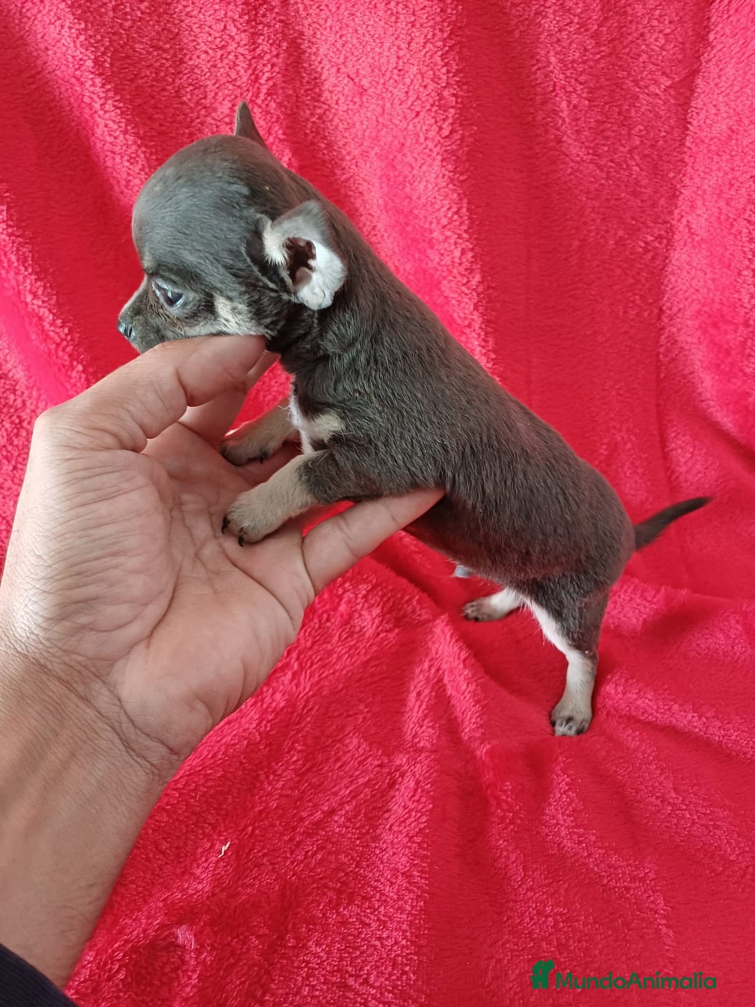 Chihuahua perros en venta: Chihuahua Mini Blue - Anuncio 2