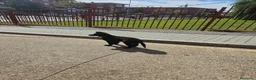 Pastor Alemán perros en venta: Pastor alemán de pelo largo - Anuncio 5
