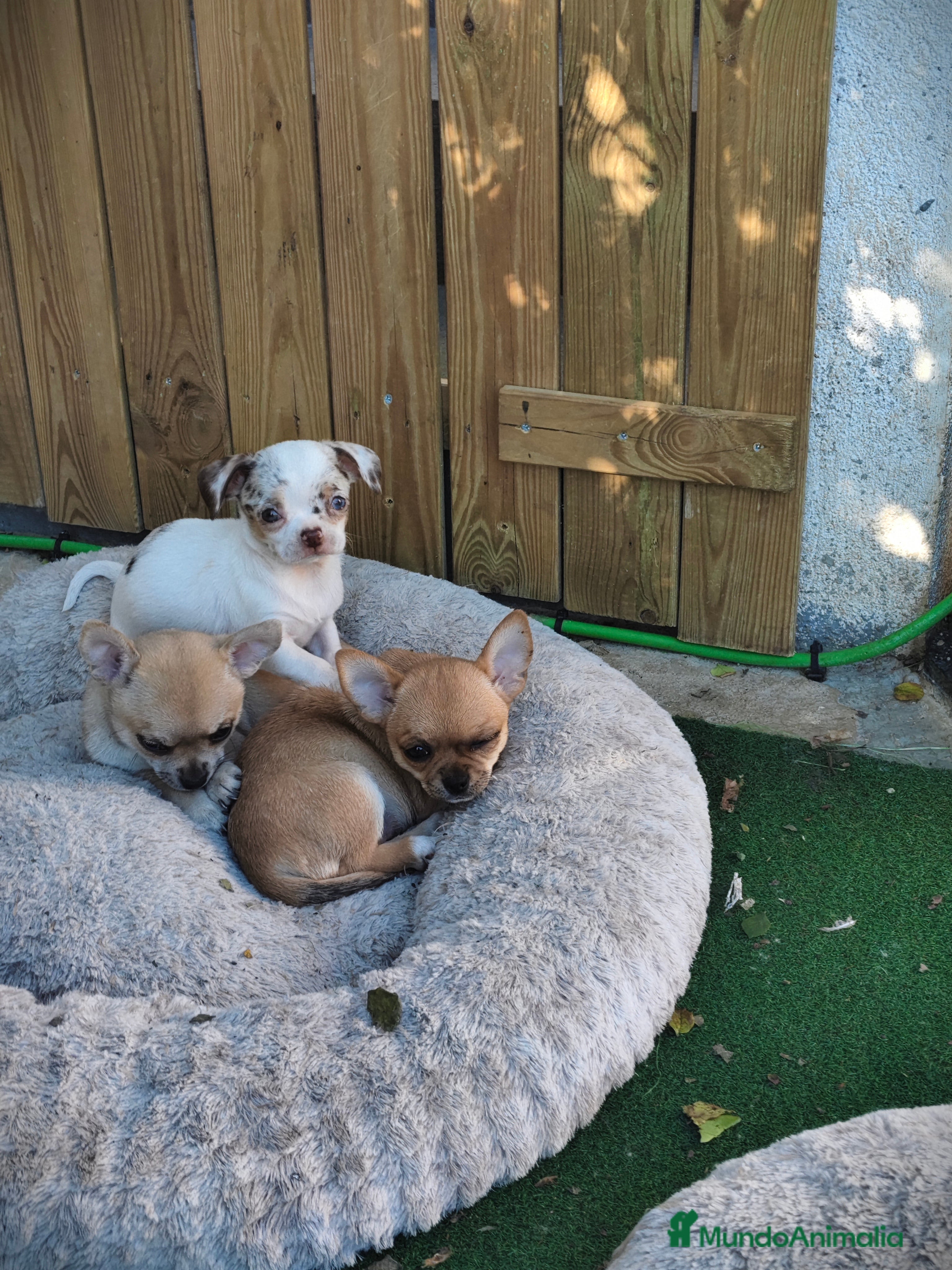 Chihuahua perros Chihuahua Toy línea rusa - Anuncio 26