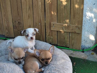 Chihuahua perros Chihuahua Toy línea rusa - Anuncio 4