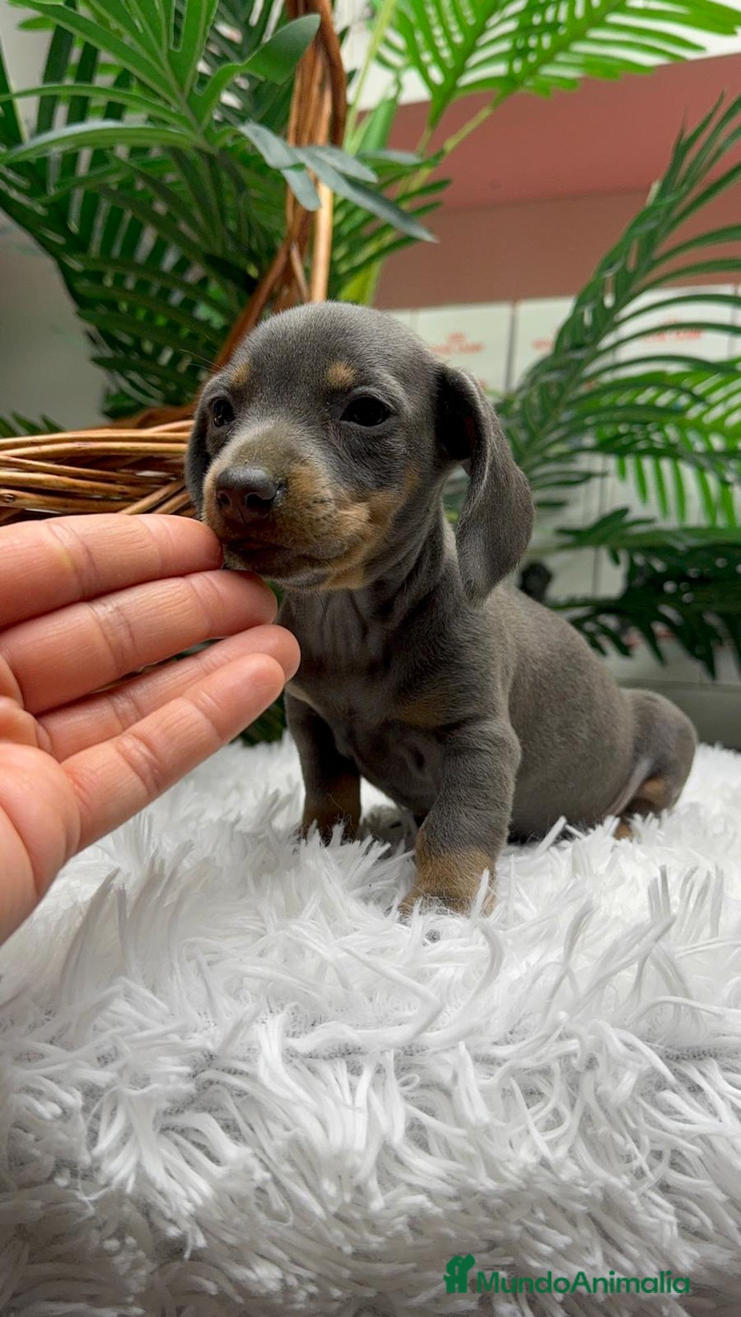 Teckel Miniatura perros en venta: TECKEL BLUE AND TAN - Anuncio 20