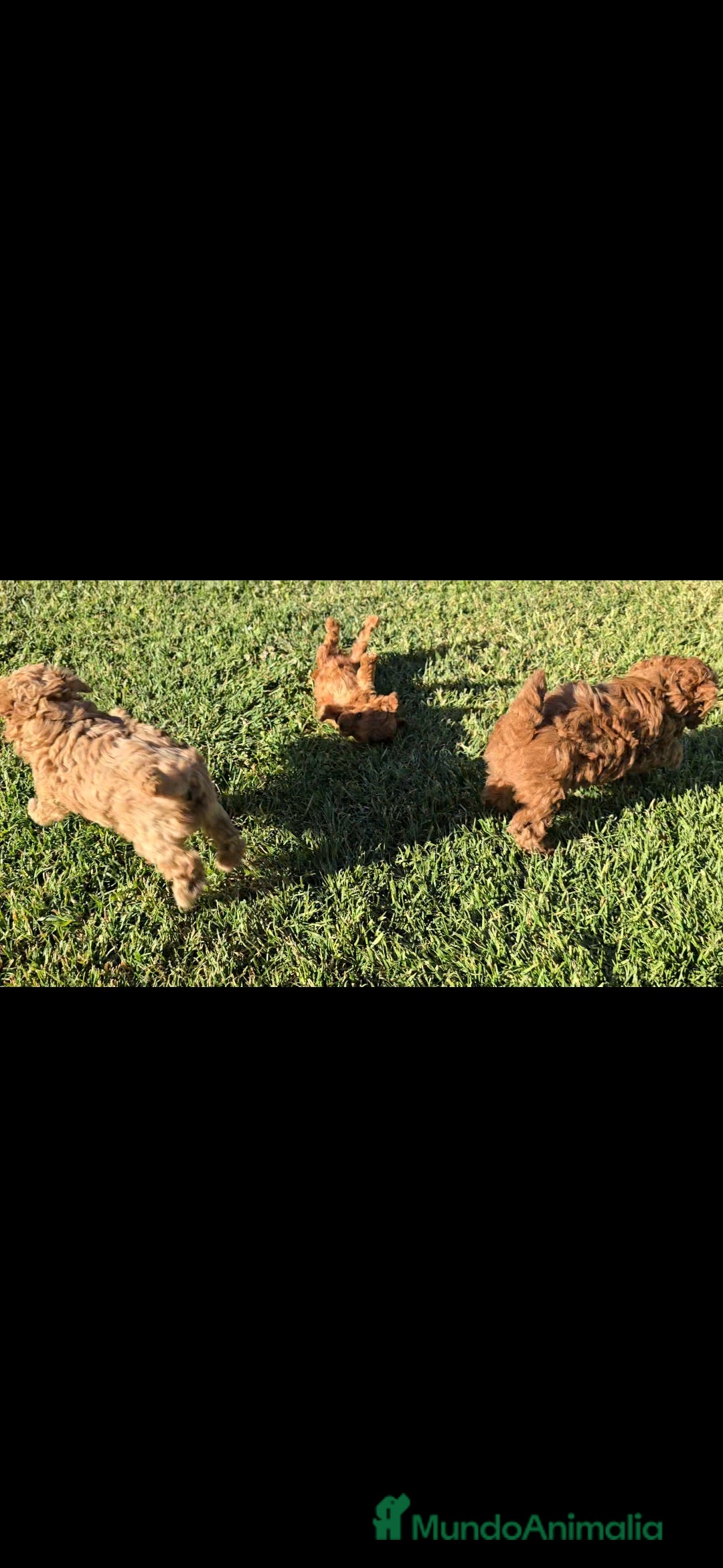 Caniche Toy perros Caniches Toy - Anuncio 2