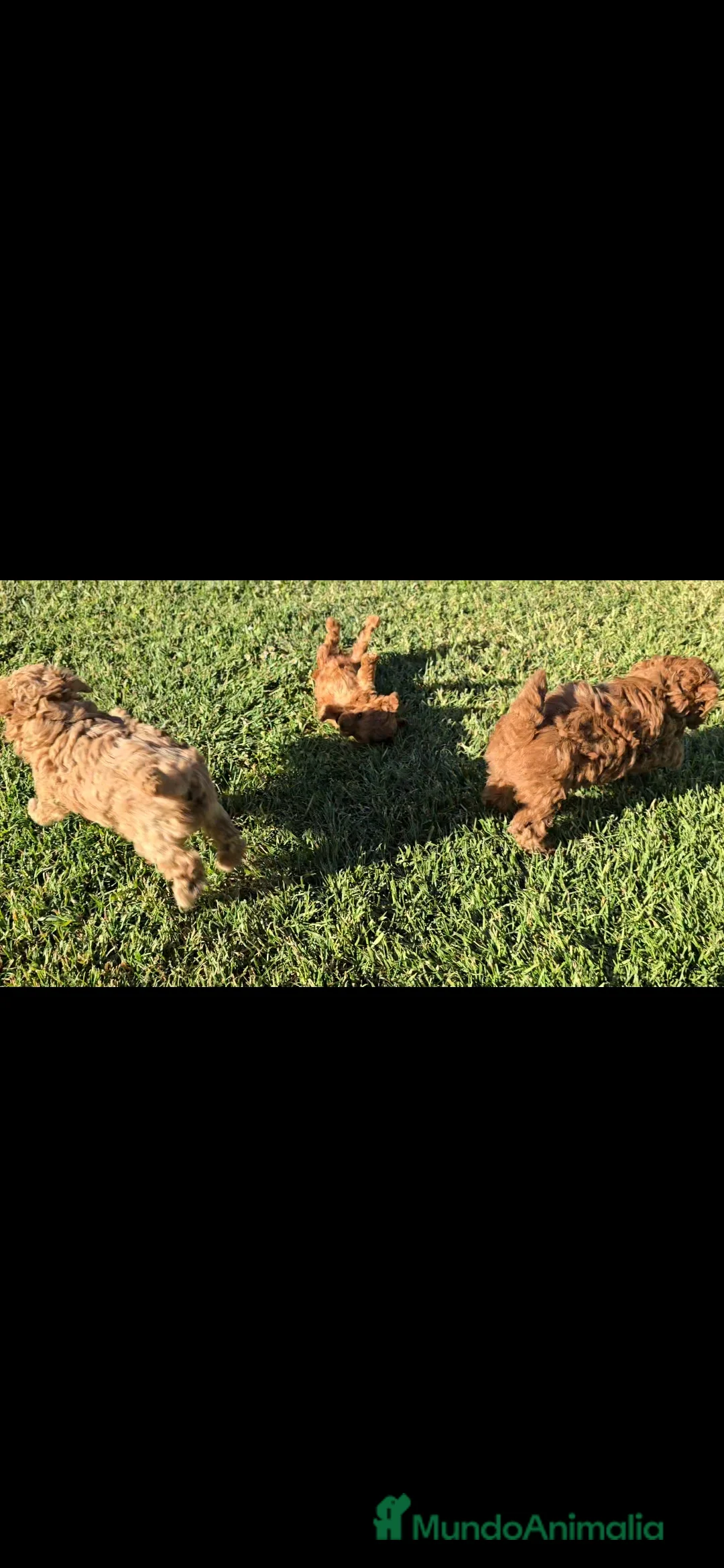 Caniche Toy perros en venta: Caniches Toy - Anuncio 1