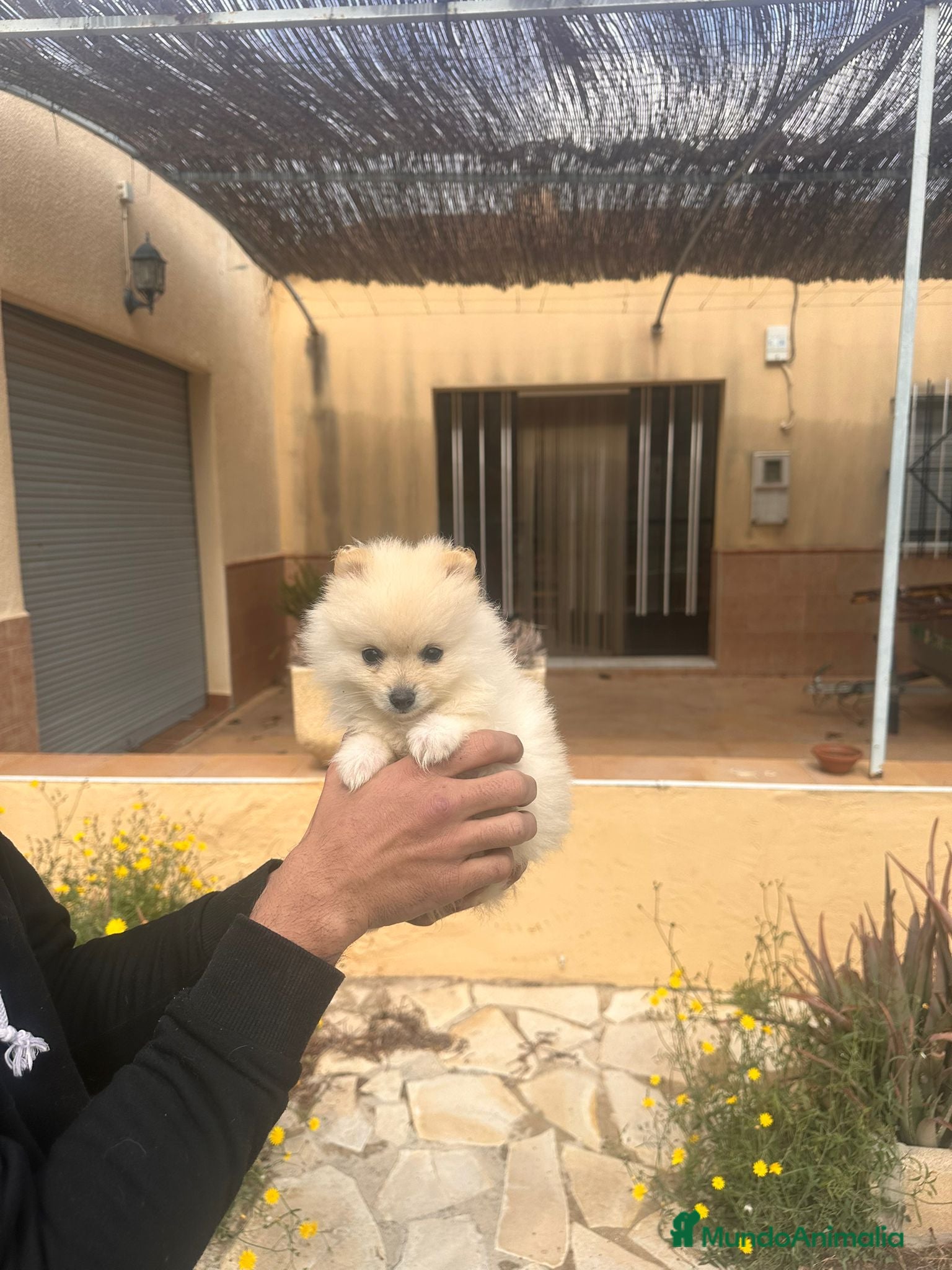 Pomerania perros Cachorritas Pomerania crema muy claritas - Anuncio 1