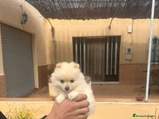 Pomerania perros Cachorritas Pomerania crema muy claritas - Anuncio 1