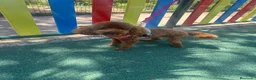 Caniche Toy perros en venta: Machos de caniche toy  - Anuncio 1
