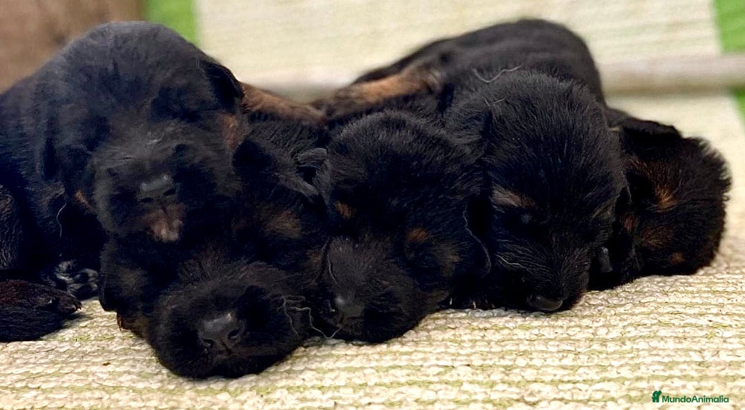 Pastor Alemán perros en venta: Espectacular cachorro de pastor alemán  - Imagen 3
