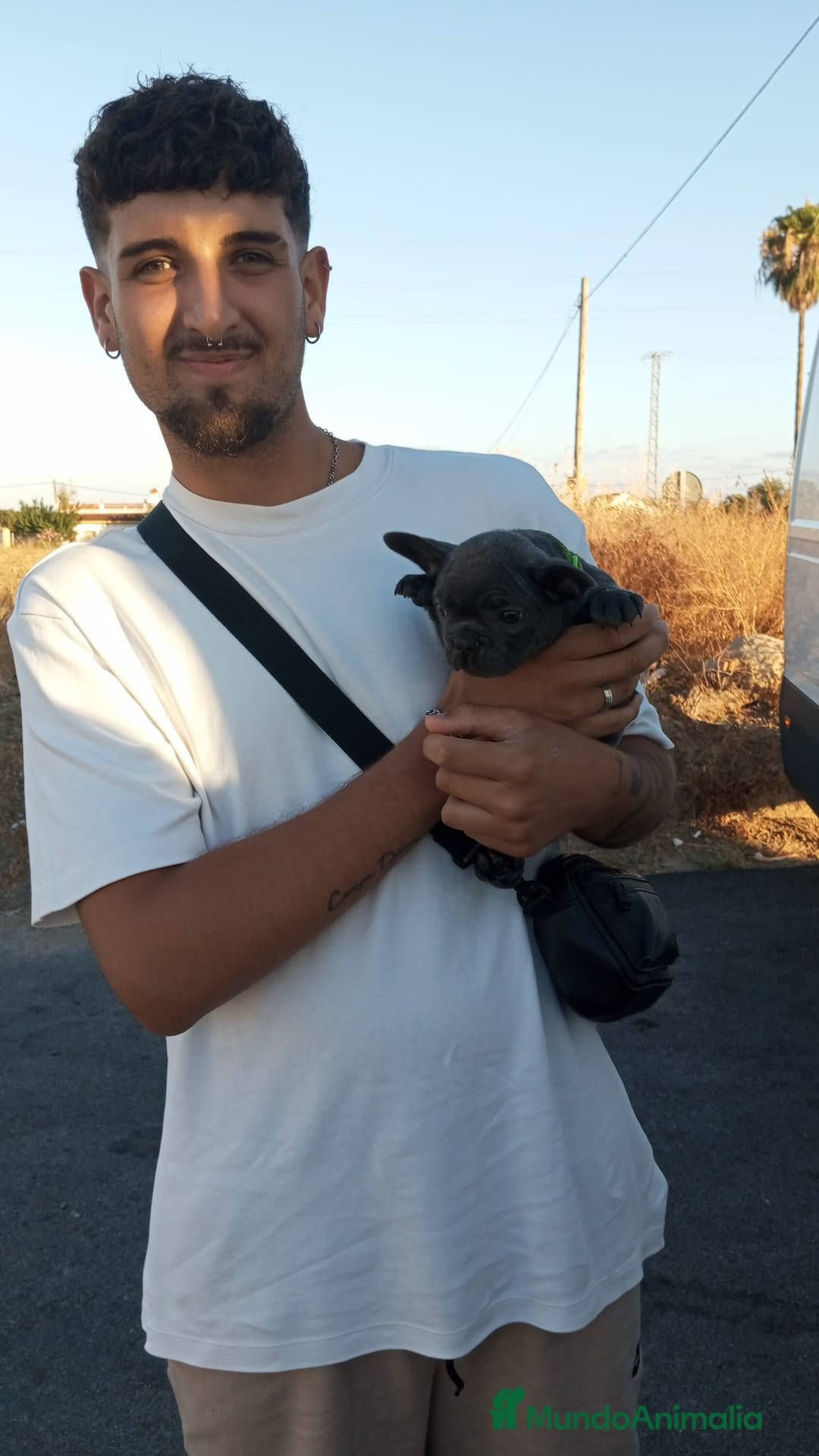 Bulldog Francés perros en venta: Bulldog francés exótico distintos colores - Imagen 4