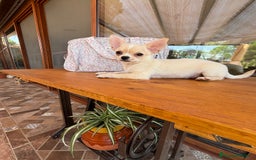 Chihuahua perros en venta: Chihuahua Macho disponible  - Imagen 2