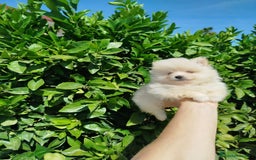 Pomerania perros en venta: Lulú de pomerania toy  - Imagen 5