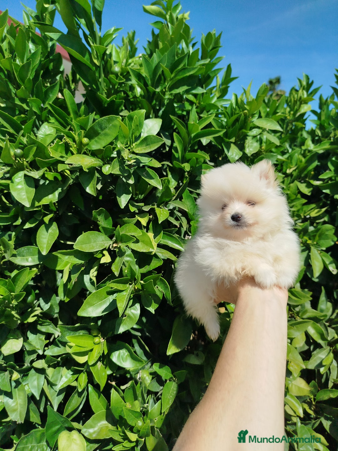 Pomerania perros en venta: Lulú de pomerania toy  - Imagen 5