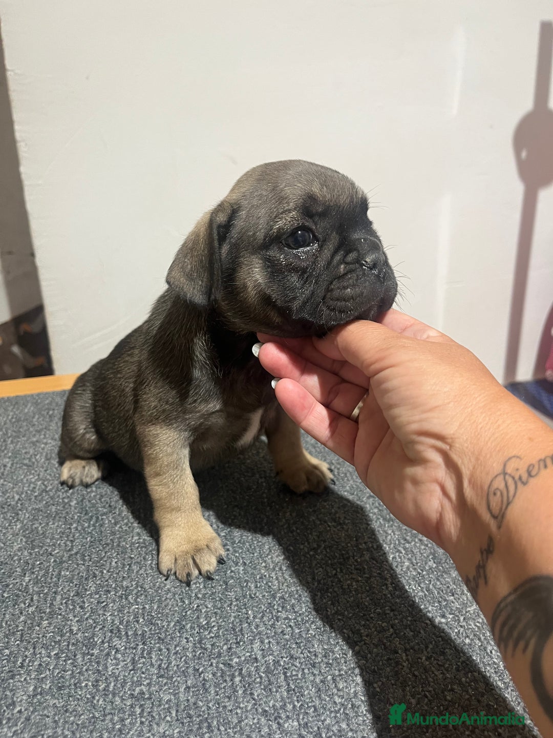 Bulldog Francés perros en venta: Bulldog francés hembra - Imagen 2