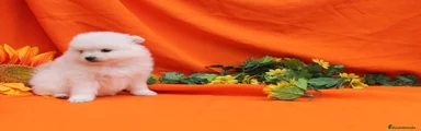 Pomerania Cachorro 3
