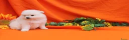 Pomerania perros en venta: PRECIOSO CACHORITO DE POMERANIA TOY  - Anuncio 28