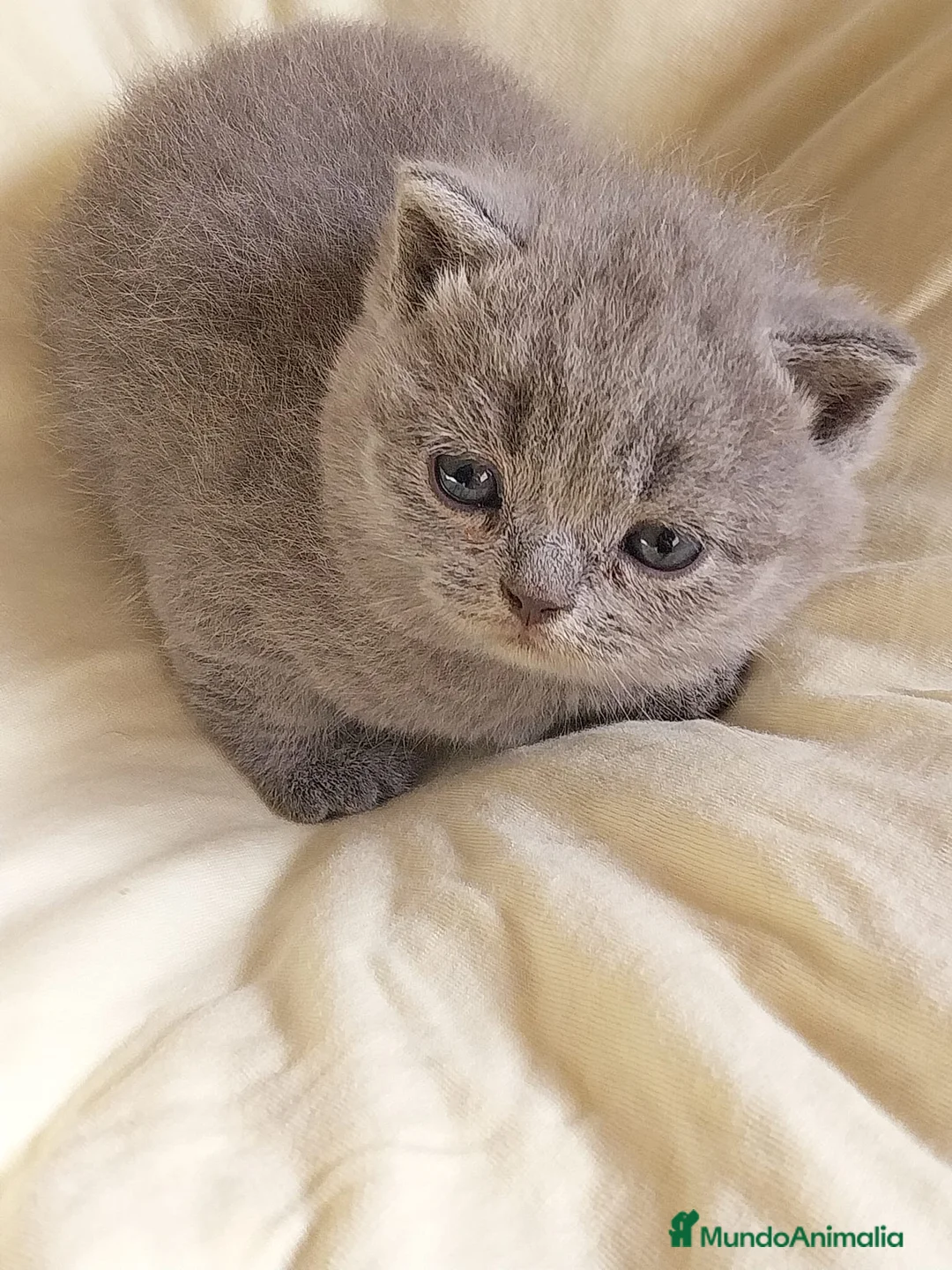 Británico de Pelo Corto Azul gatos en venta:  British Shorthair Blue  - Anuncio 1