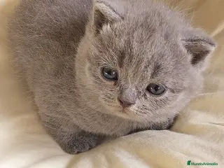 Británico de Pelo Corto Azul gatos British Shorthair Blue - Anuncio 2