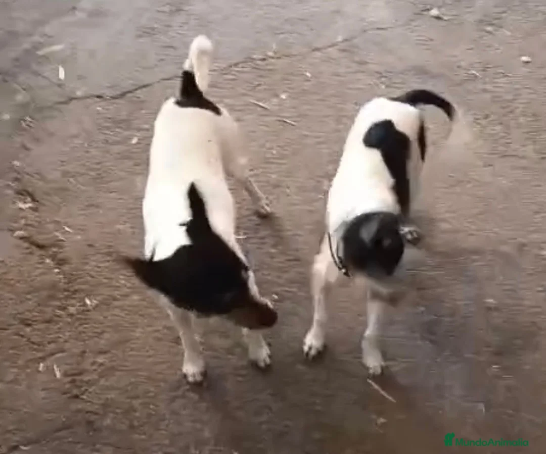 Gos Rater Valencià perros en venta: Ratón valenciano - Anuncio 6