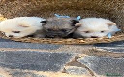 Pomerania perros en venta: Pomeranias para entregar en septiembre  - Imagen 4