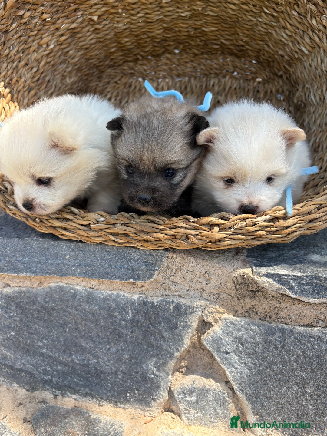 Pomerania perros en venta: Pomeranias para entregar en septiembre  - Imagen 4