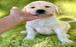 Labrador Retriever perros en venta: CAMADA DE LABRADOR RETRIEVER - Imagen 16