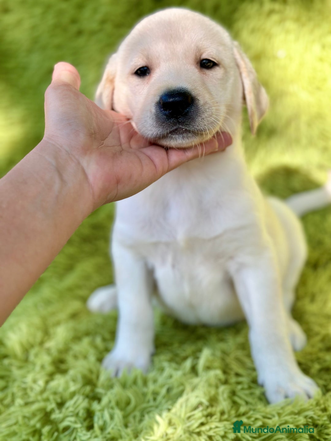 Labrador Retriever perros en venta: CAMADA DE LABRADOR RETRIEVER - Imagen 16