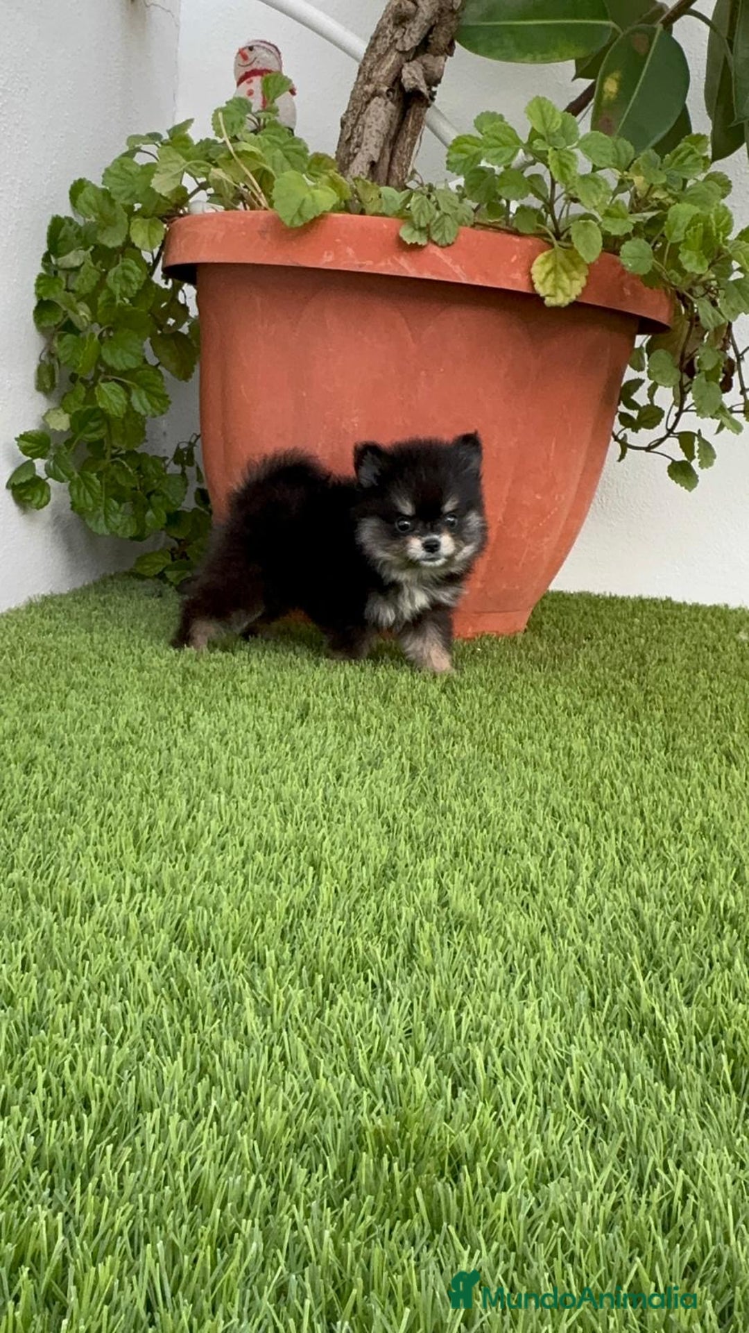 Pomerania perros en venta: POMERANIA HEMBRA DISPONIBLE - Imagen 3