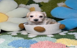 Maltipoo perros en venta: Maltipoo Mini Toy en Madrid - Imagen 4