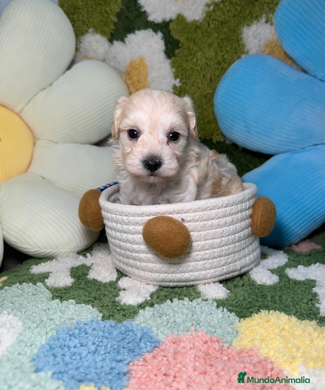 Maltipoo perros en venta: Maltipoo Mini Toy en Madrid - Imagen 4
