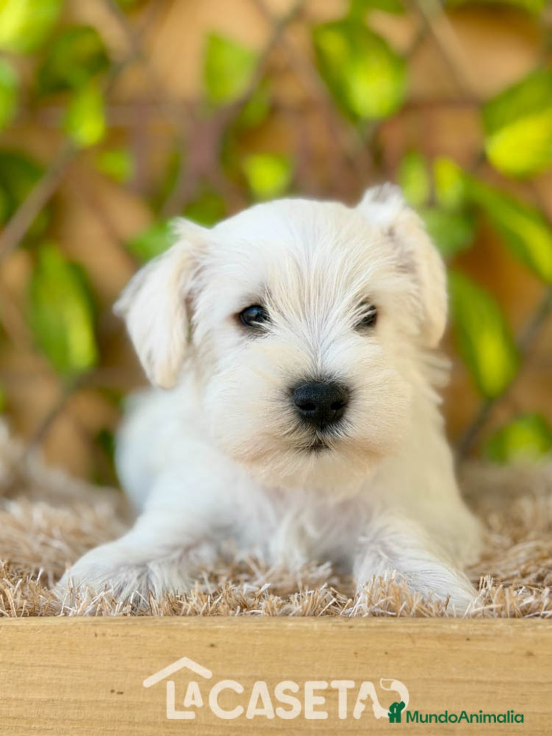 Schnauzer Miniatura perros en venta: Camada de Dalila - Imagen 4