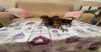 Pinscher Miniatura perros - Anuncio 2