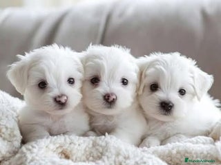 Bichón Maltés perros - Anuncio 4