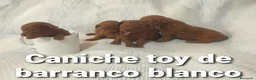 Caniche Toy perros en venta: Caniches toy con pedigree - Anuncio 7